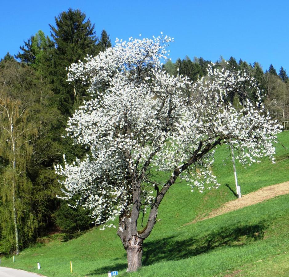 Ferienwohnungen Bauernhof Schilcher Sankt Stefan im Lavanttal Eksteriør billede